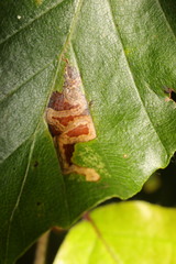 Stigmella tityrella