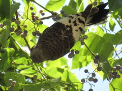 Melanerpes erythrocephalus