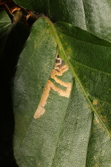 Stigmella tityrella
