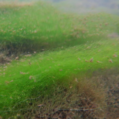 Cladophora glomerata