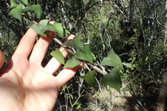 Senecio macroglossus