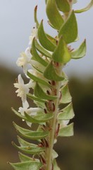 Struthiola hirsuta