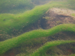 Cladophora glomerata