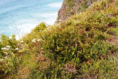 Struthiola hirsuta
