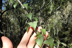 Senecio macroglossus