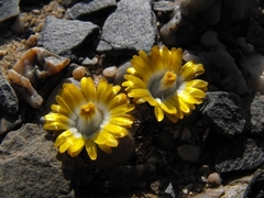 Lithops herrei
