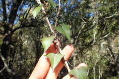 Senecio macroglossus