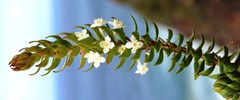 Struthiola hirsuta