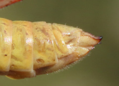 Melanoplus saltator
