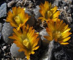 Lithops herrei