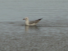 Chroicocephalus hartlaubii