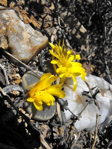 Lithops geyeri Nel 2