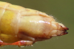 Melanoplus saltator