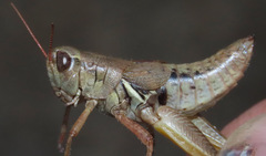 Melanoplus saltator