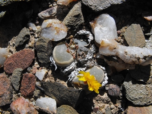 Lithops geyeri Nel 3