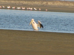 Pelecanus onocrotalus
