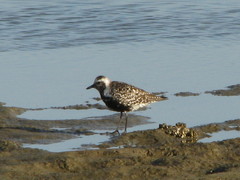 Pluvialis squatarola