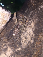 Cicada mordoganensis
