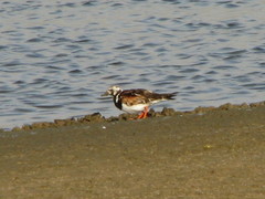 Arenaria interpres interpres