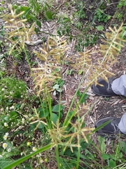 Cyperus esculentus leptostachyus