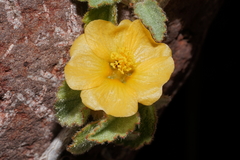 Malvastrum bicuspidatum