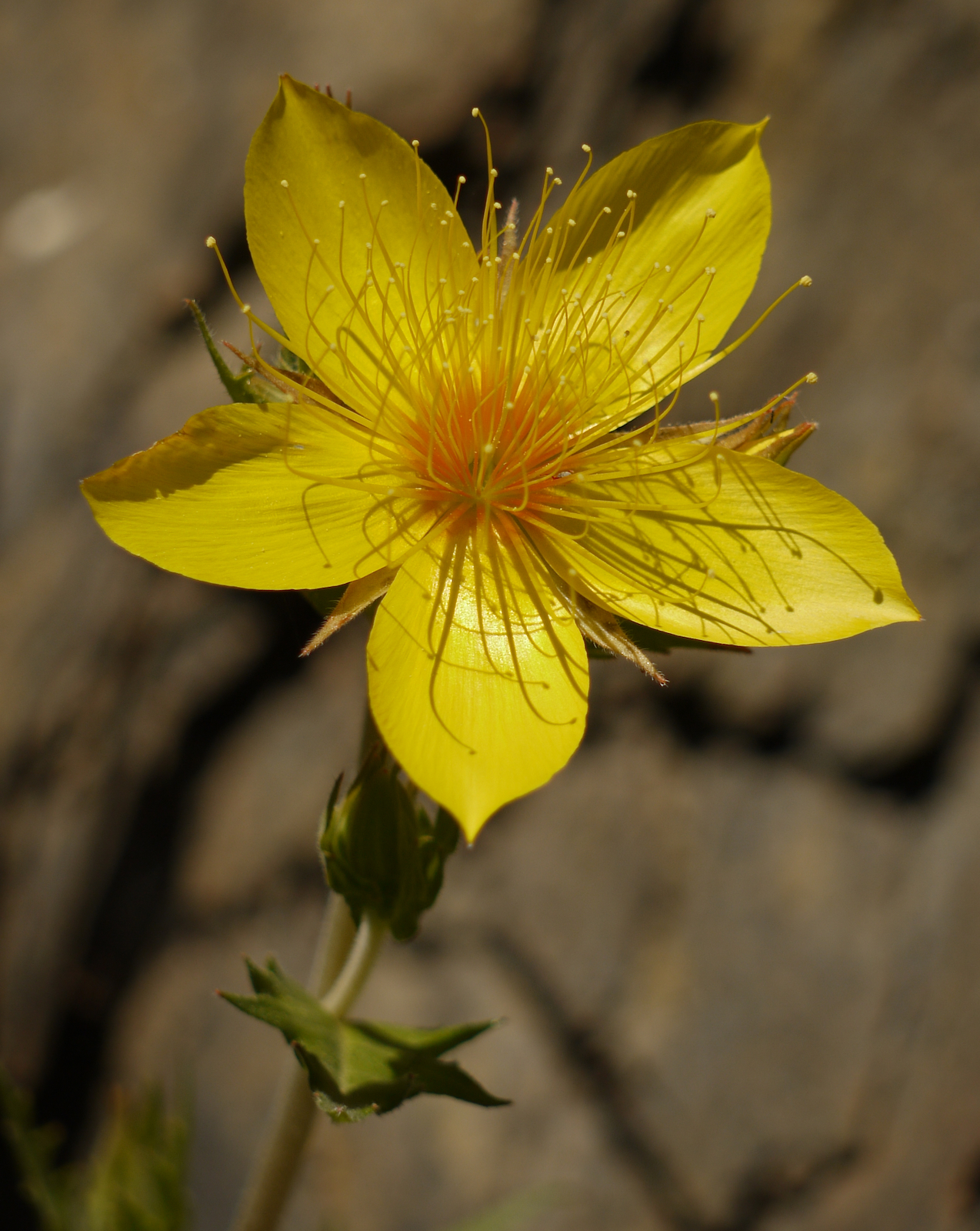 Mentzelia crocea