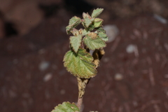 Malvastrum bicuspidatum