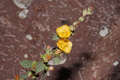 Malvastrum bicuspidatum