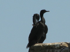 Phalacrocorax neglectus