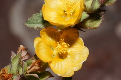 Malvastrum bicuspidatum