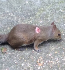 Cuterebra emasculator