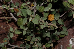 Malvastrum bicuspidatum