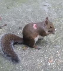 Cuterebra emasculator