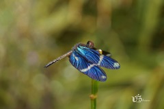 Zenithoptera lanei