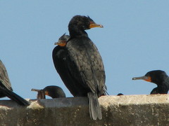 Microcarbo coronatus