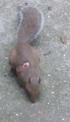 Cuterebra emasculator