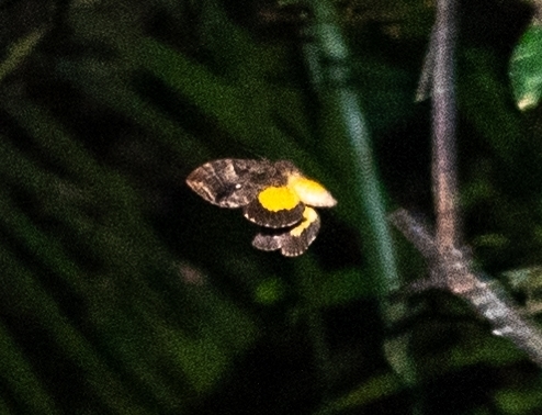 Eudocima divitiosa
