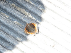 Junonia neildi varia