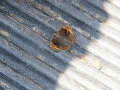 Junonia neildi varia