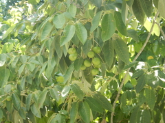 Vitex trifolia