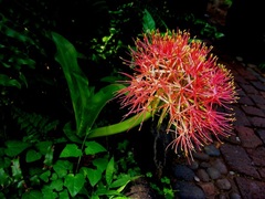 Scadoxus multiflorus multiflorus
