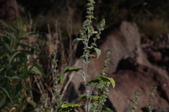 Ambrosia cordifolia
