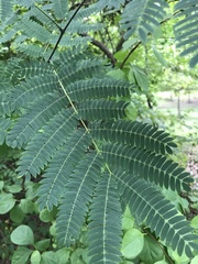 Albizia julibrissin julibrissin