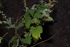Ambrosia cordifolia