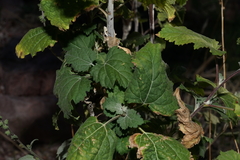 Ambrosia cordifolia