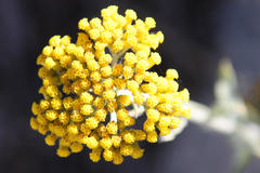 Helichrysum dasyanthum