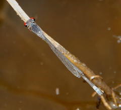 Pseudagrion hamoni