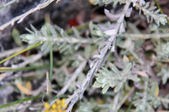 Helichrysum dasyanthum