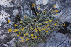 Helichrysum dasyanthum