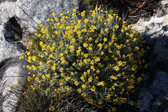 Helichrysum dasyanthum